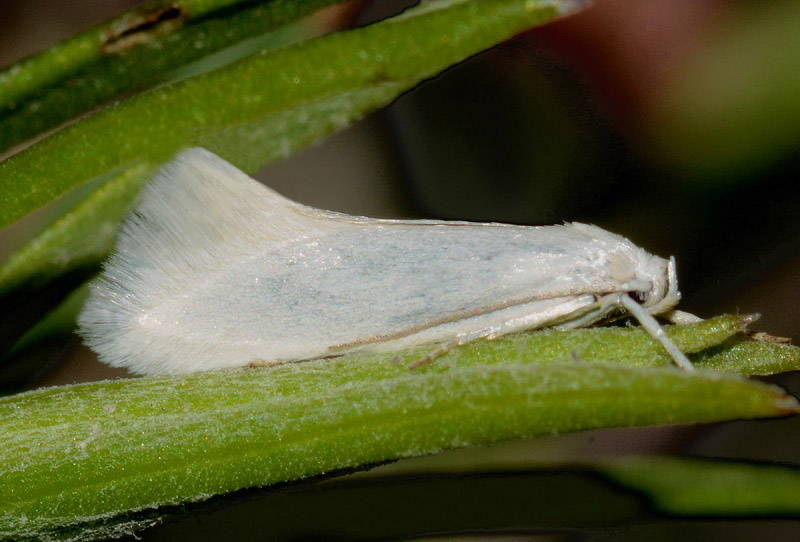 Elachistidae - Elachista argentella